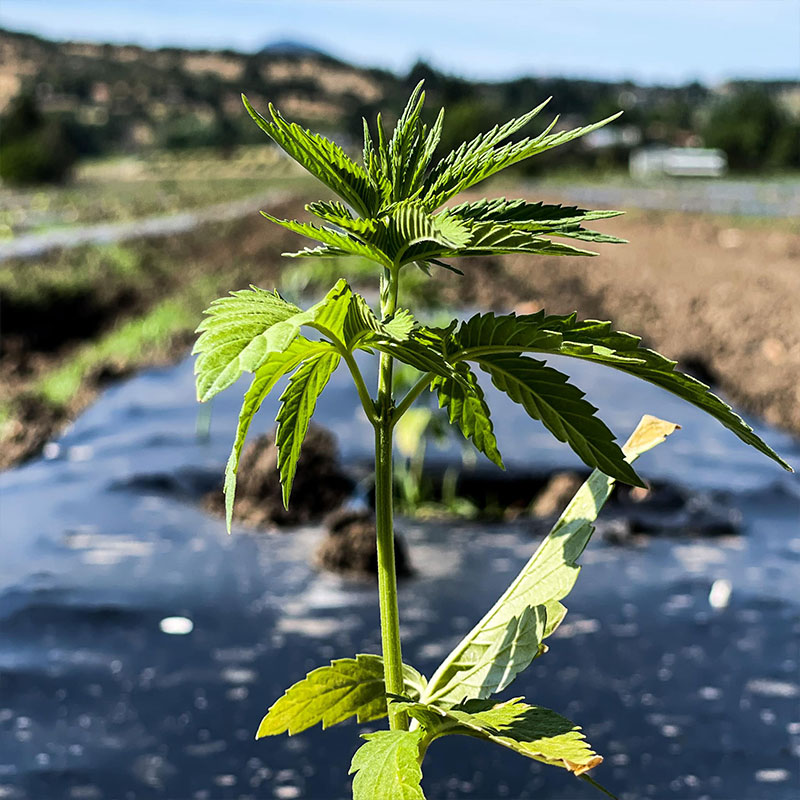cannabis hemp cbd flower in a field