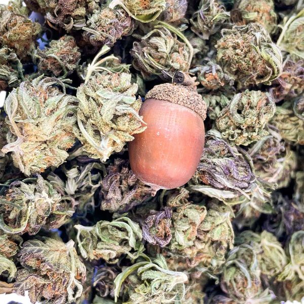 Wedding Cake 2021 Cannabis Hemp CBD Flower next to an acorn-CBD Flower ounce