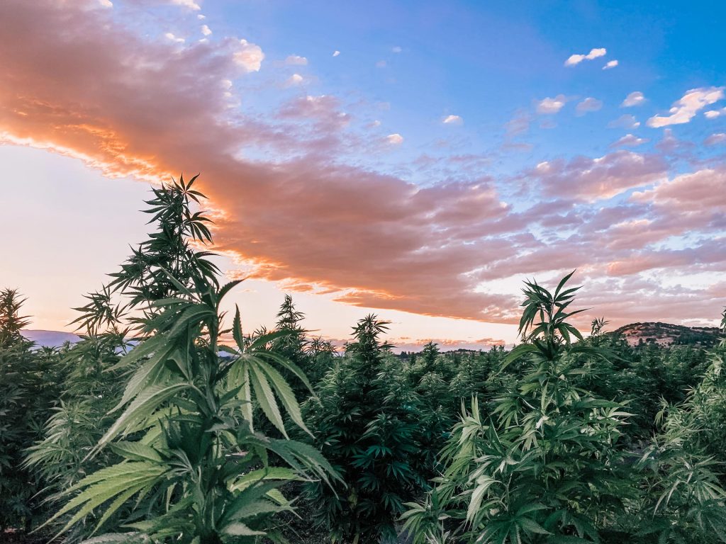 Elli-Hou Cannabis and Hemp Farm in Oregon