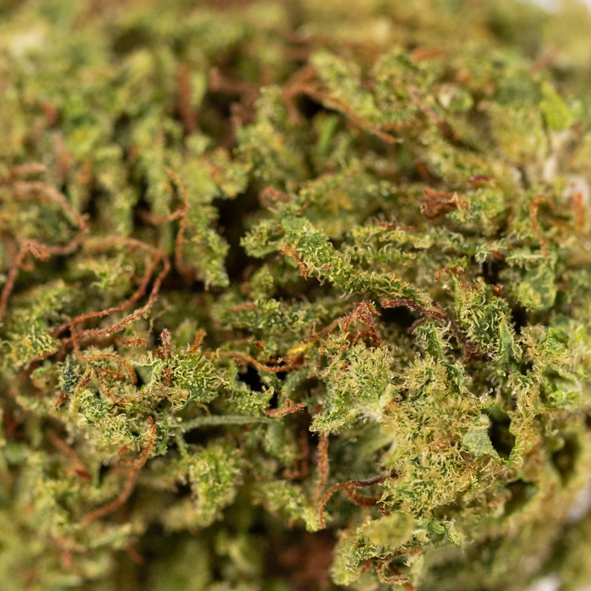 sour chem 2025 bigs 04