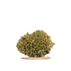 Strawberry Fritter 2025